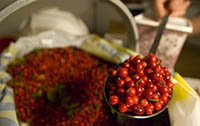 Some berries